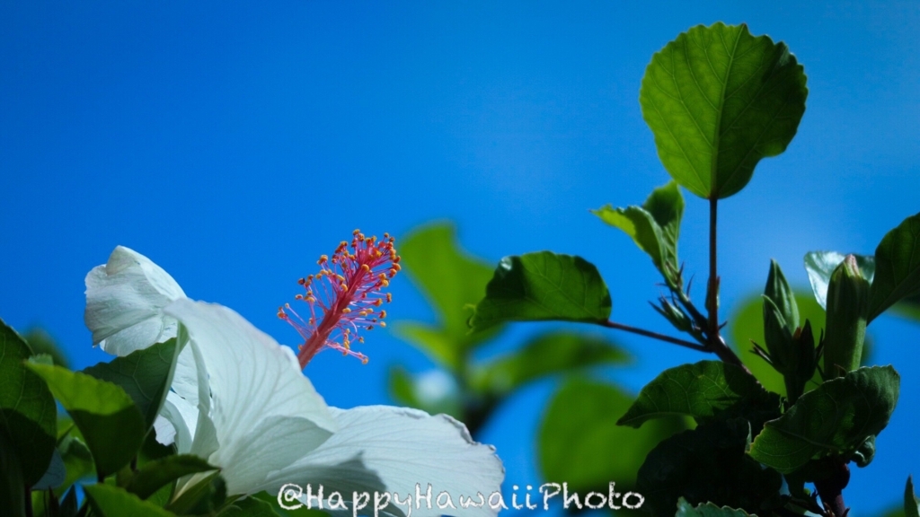 f:id:happyhawaiiphoto:20180528232928j:plain