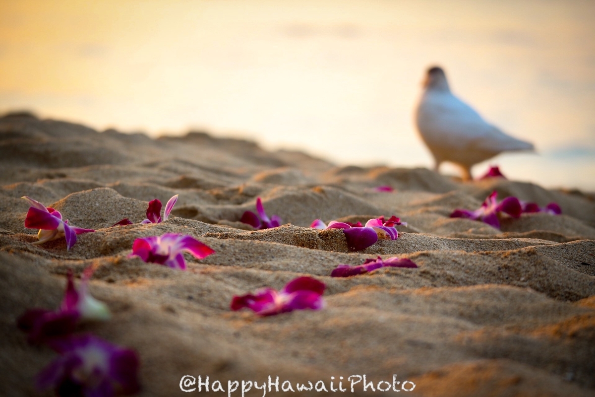 f:id:happyhawaiiphoto:20190328225930j:plain