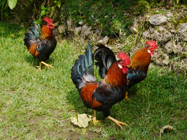 f:id:happylife_me:20170120031656j:plain