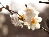 f:id:happylife_me:20170401130105j:plain f:id:happylife_me:20170401130105j:plain