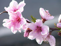 f:id:happylife_me:20170401130113j:plain f:id:happylife_me:20170401130113j:plain