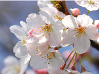 f:id:happylife_me:20170401130131j:plain f:id:happylife_me:20170401130131j:plain