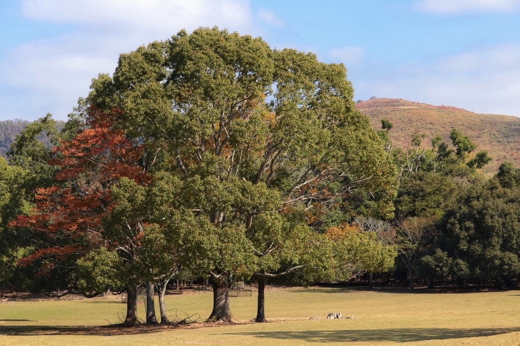 f:id:happylifemindhacks:20181108172702j:plain