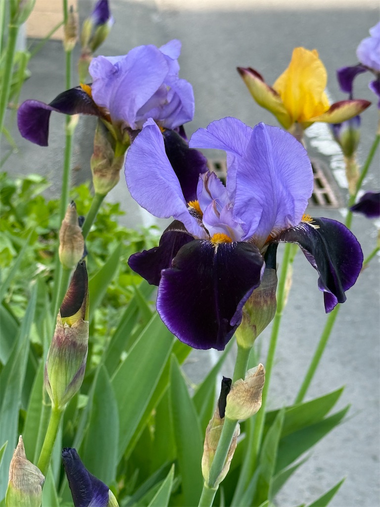 f:id:happymaron:20260602122218j:image f:id:happymaron:20260602122218j:image