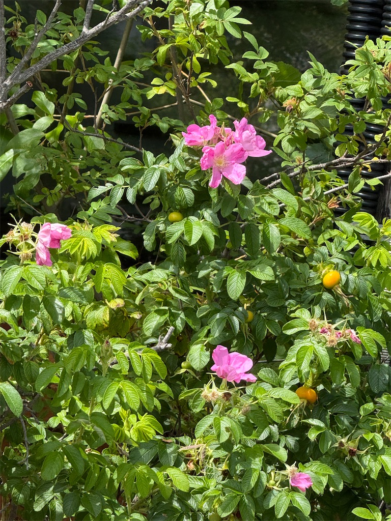 f:id:happymaron:20260727002754j:image f:id:happymaron:20260727002754j:image