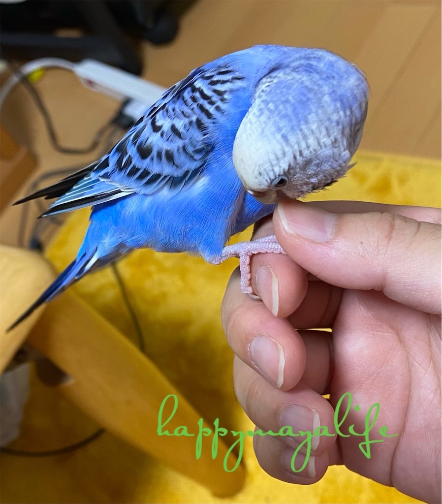 マニキュアはセキセイインコ 鳥 には危険 他にも危ないものがいっぱい Mappiyo S Diary