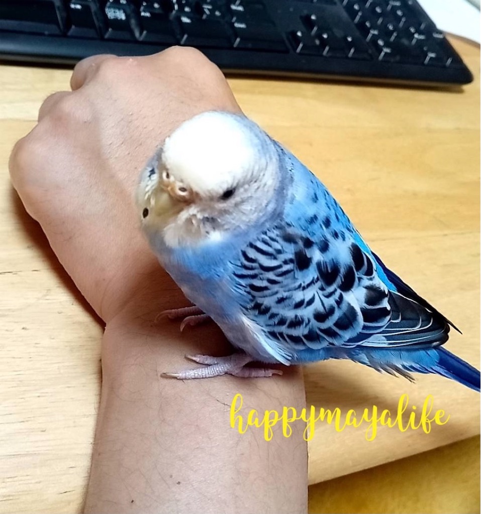 セキセイインコのうんちが尿酸 白い部分 だけ 理由は フン切網の下の紙を見直してみよう Mappiyo S Diary セキセイインコのうんちが尿酸 白い部分 だけ 理由は フン切網の下の紙を見直してみよう Mappiyo S Diary
