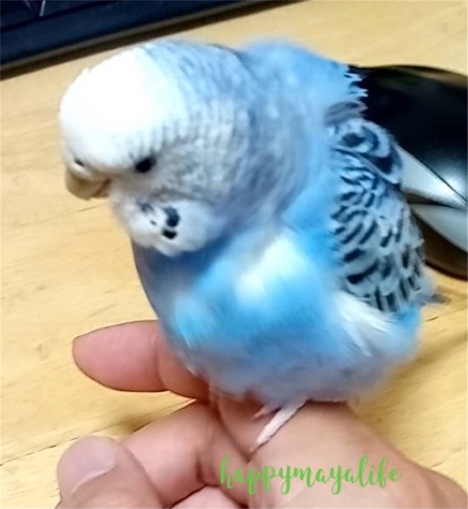 セキセイインコの水浴びにはタイミングがある 鳥さんが水浴びをしないと悩んでいる方へ Mappiyo S Diary