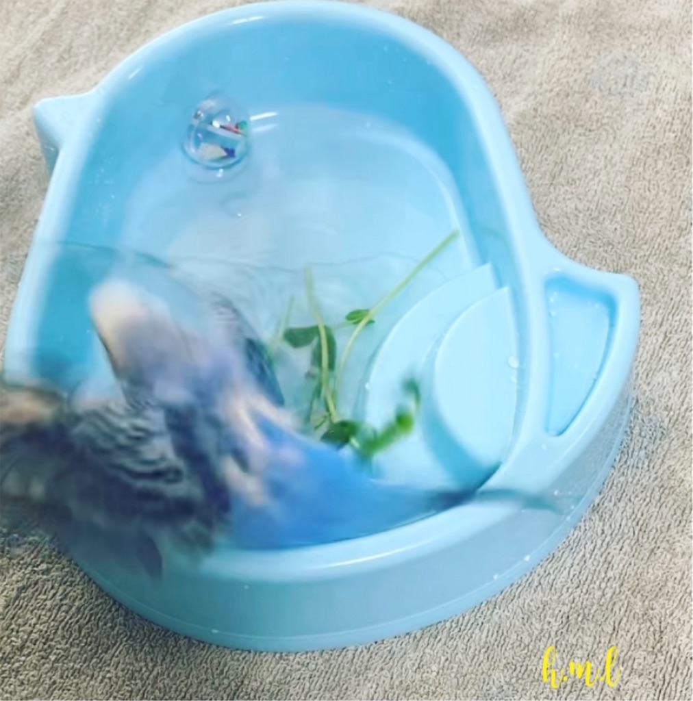 セキセイインコの水浴びにはタイミングがある 鳥さんが水浴びをしないと悩んでいる方へ Mappiyo S Diary