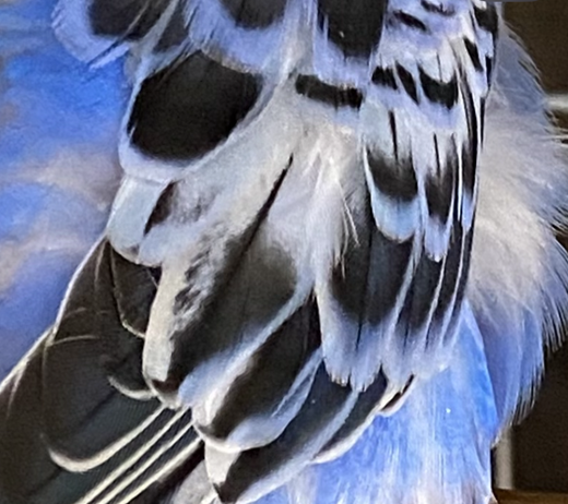 セキセイインコの羽根に黒い部分がある・・・？ - mappiyo