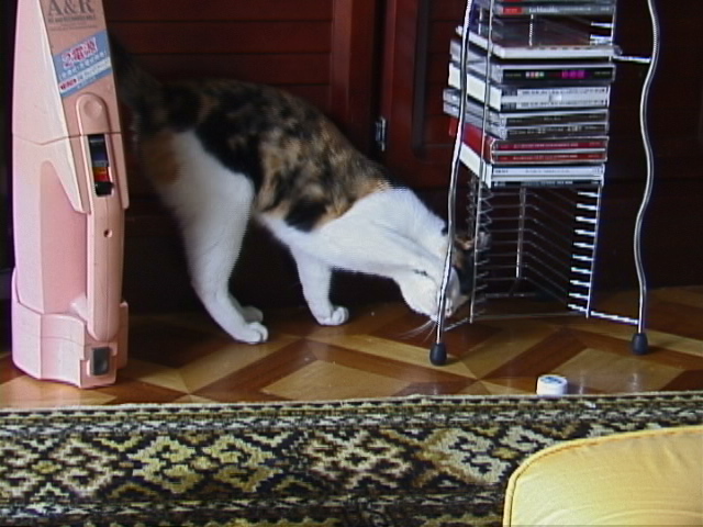 f:id:happynyanko1:20201005001454j:plain