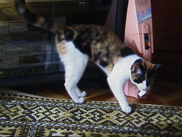 f:id:happynyanko1:20201005001528j:plain