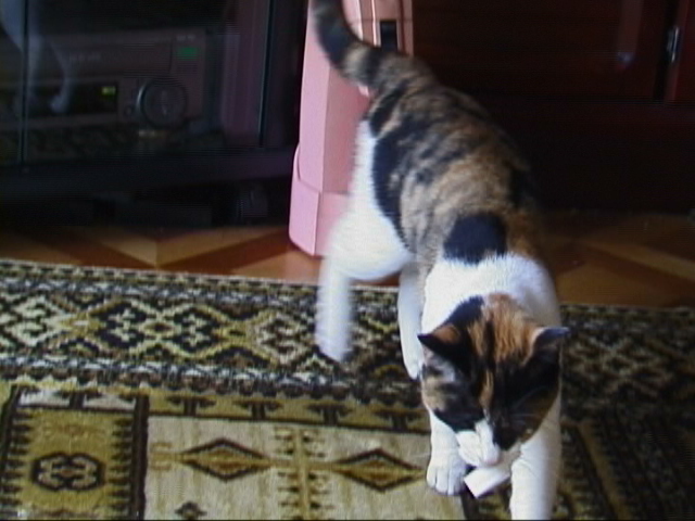f:id:happynyanko1:20201005001553j:plain