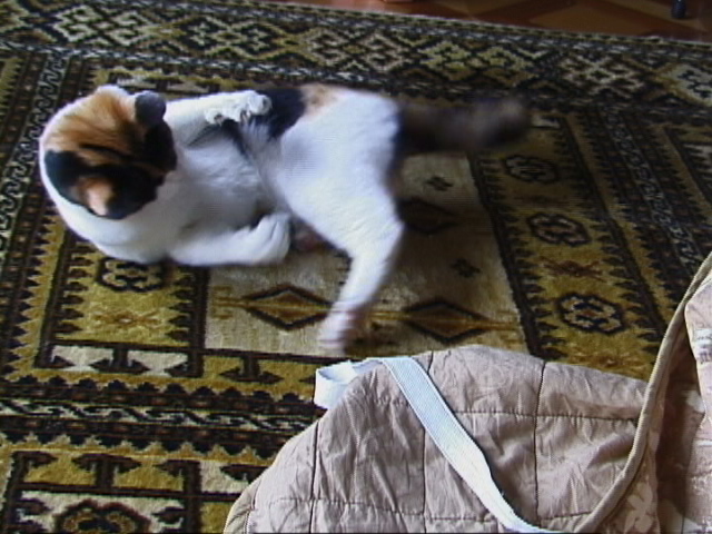 f:id:happynyanko1:20201005001635j:plain