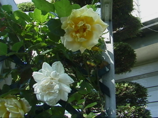 f:id:happynyanko1:20201005001919j:plain
