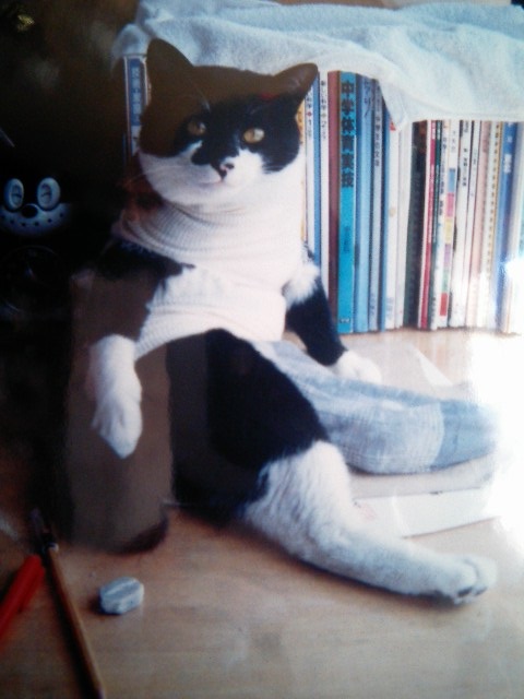 f:id:happynyanko1:20201005142456j:plain f:id:happynyanko1:20201005142456j:plain