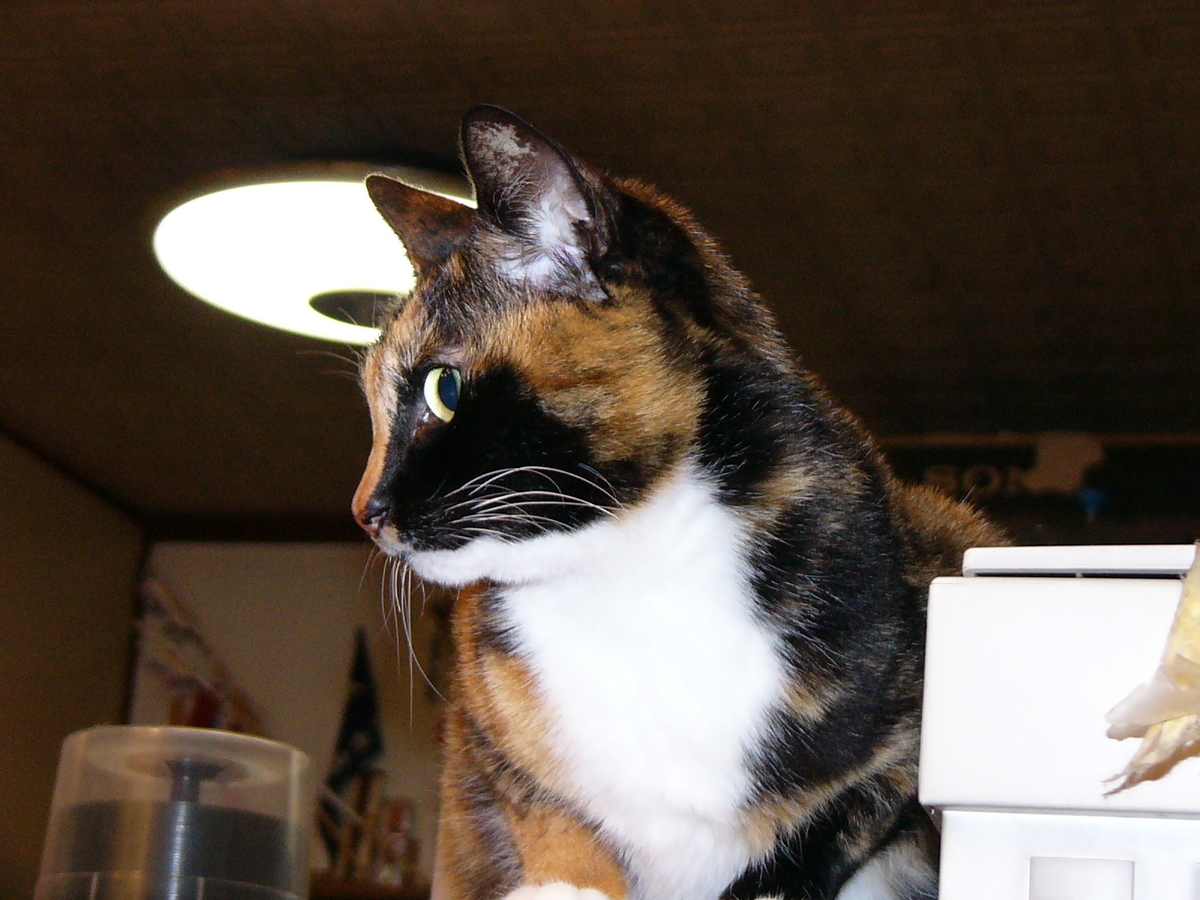 f:id:happynyanko1:20201005153916j:plain