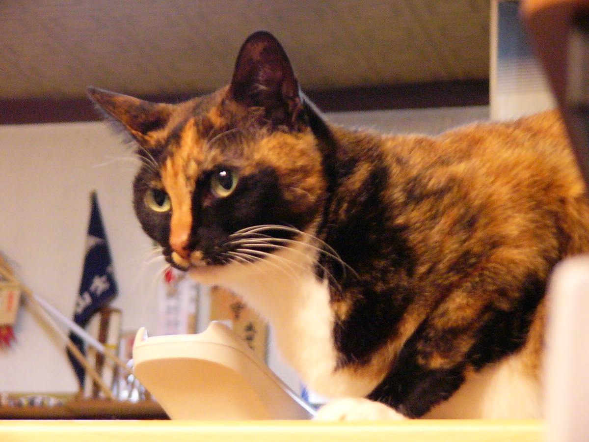 f:id:happynyanko1:20201005154017j:plain