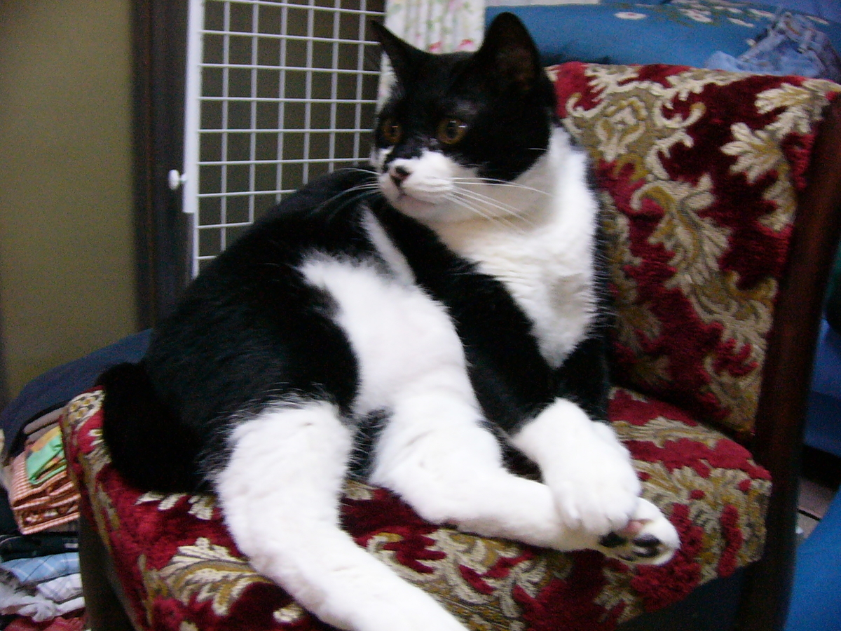 f:id:happynyanko1:20201005155551j:plain