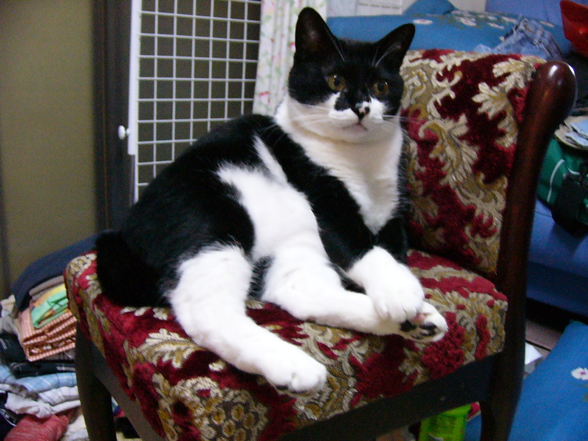 f:id:happynyanko1:20201005155605j:plain