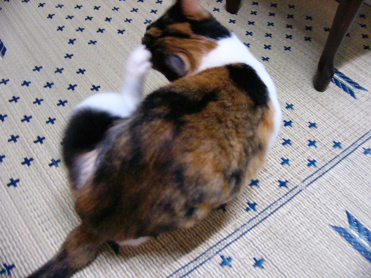 f:id:happynyanko1:20201005155634j:plain
