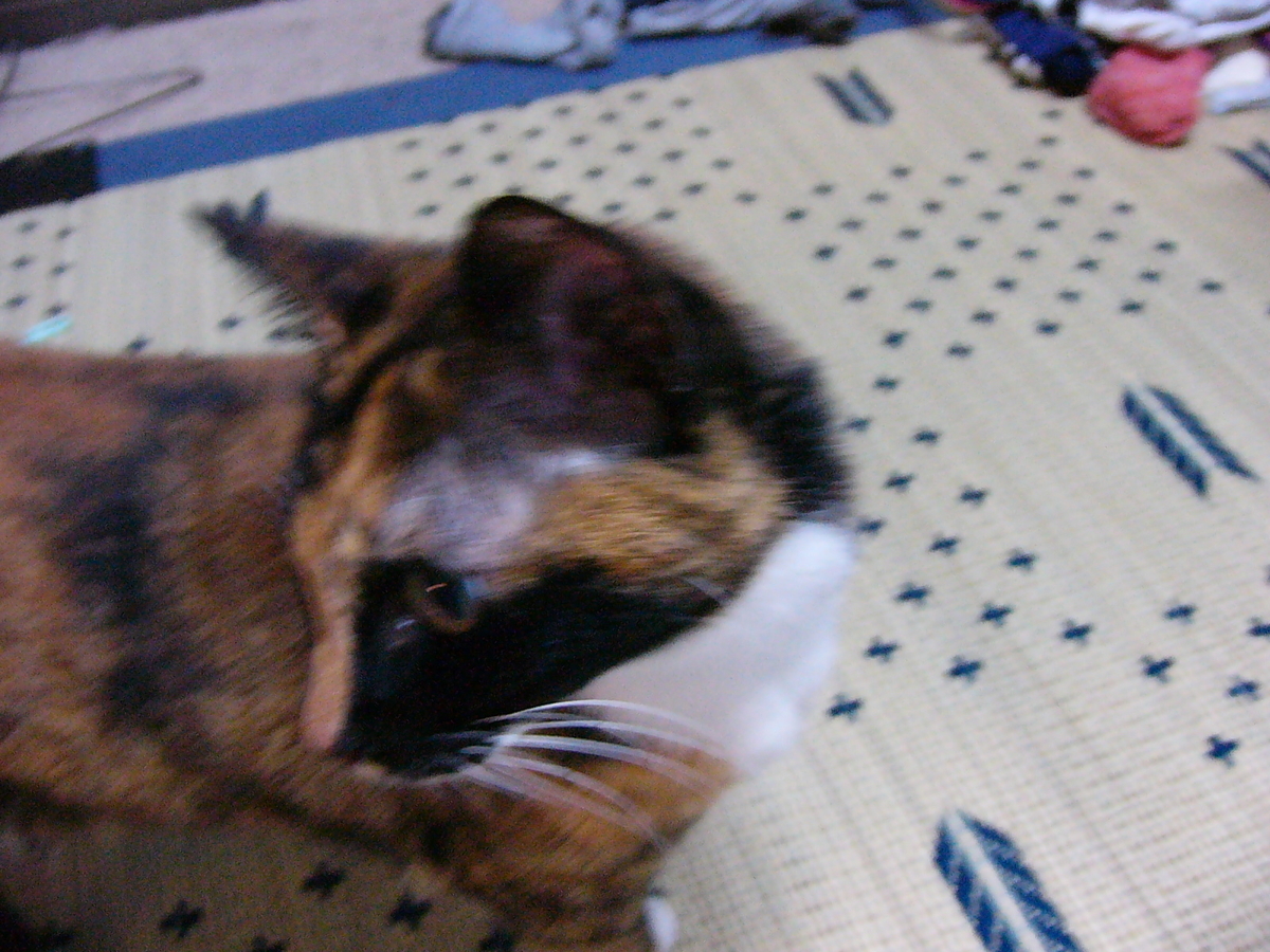 f:id:happynyanko1:20201005155653j:plain