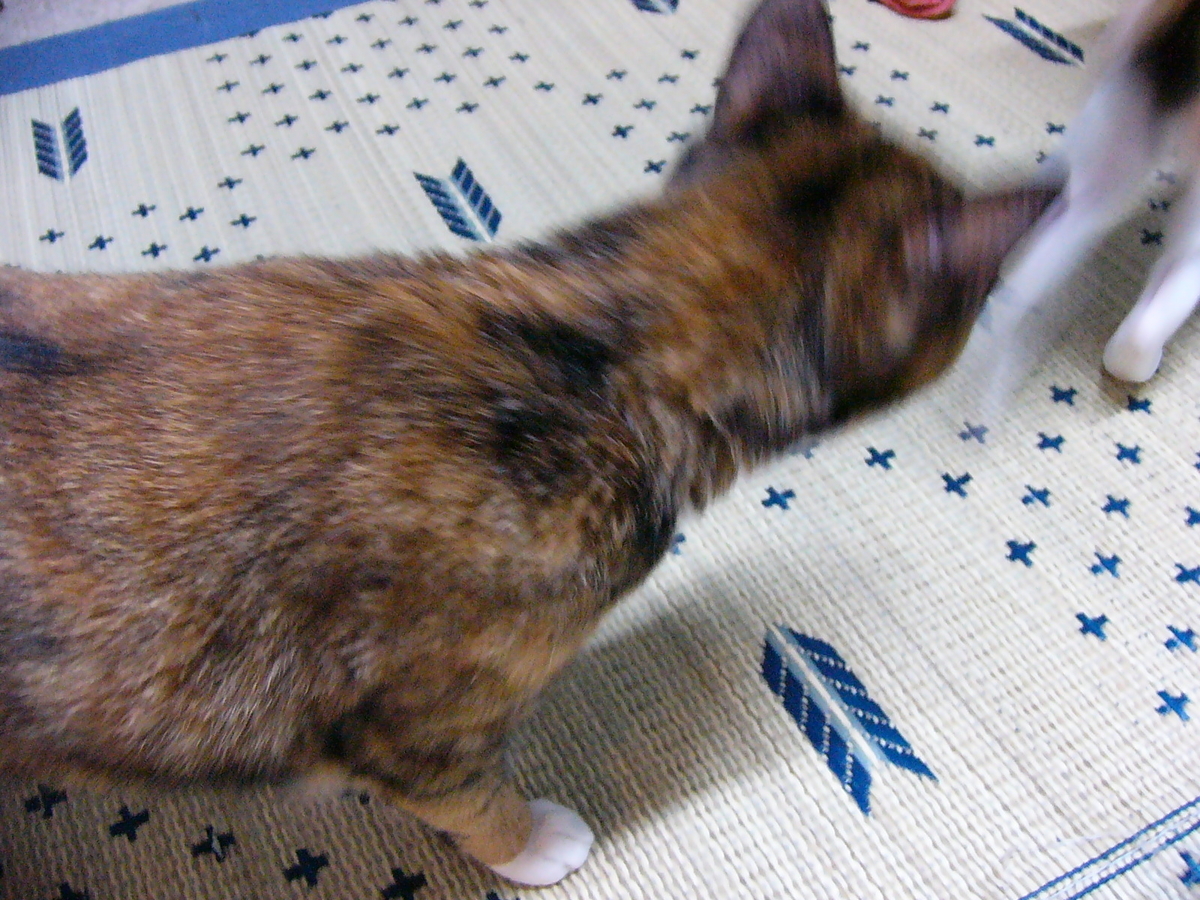 f:id:happynyanko1:20201005155711j:plain