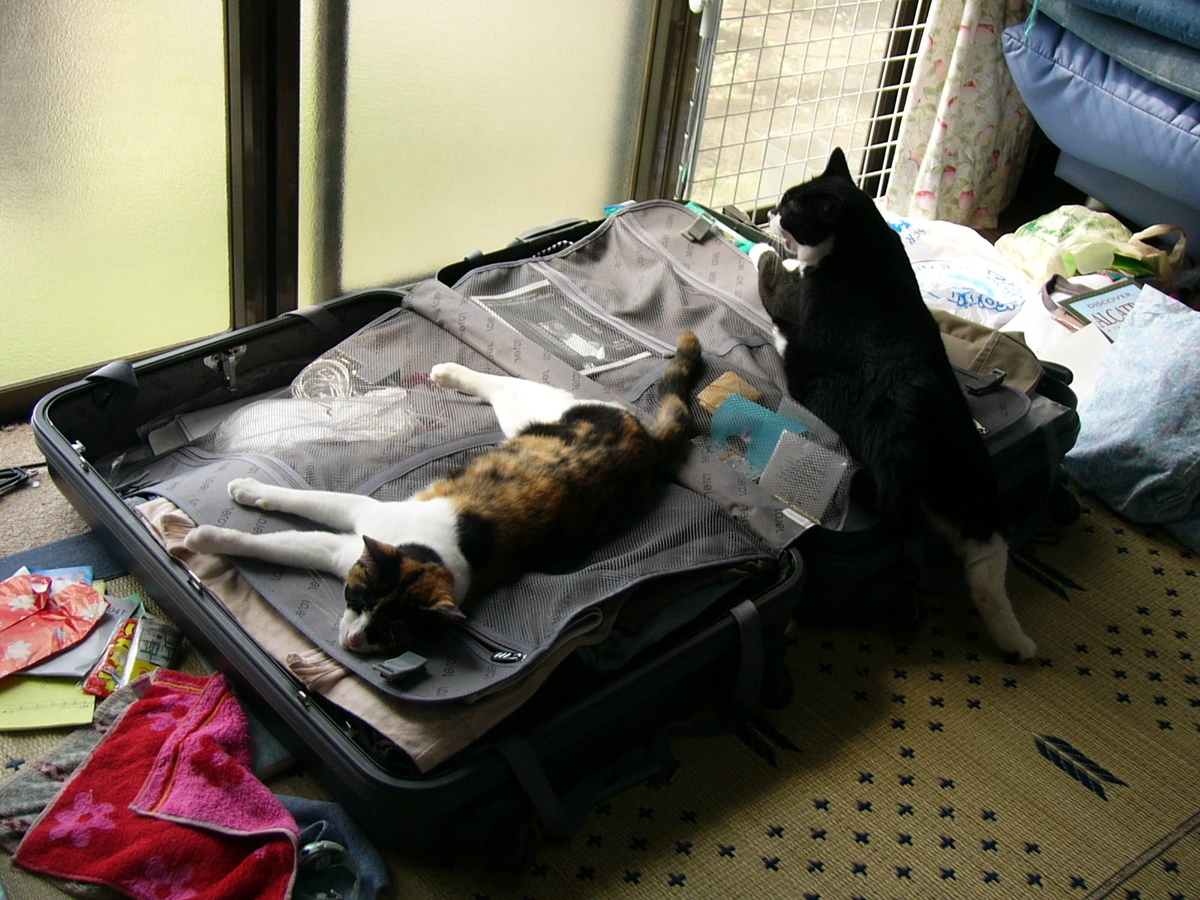 f:id:happynyanko1:20201005160956j:plain