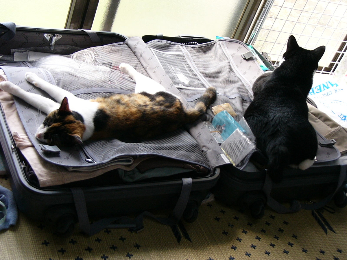 f:id:happynyanko1:20201005161032j:plain