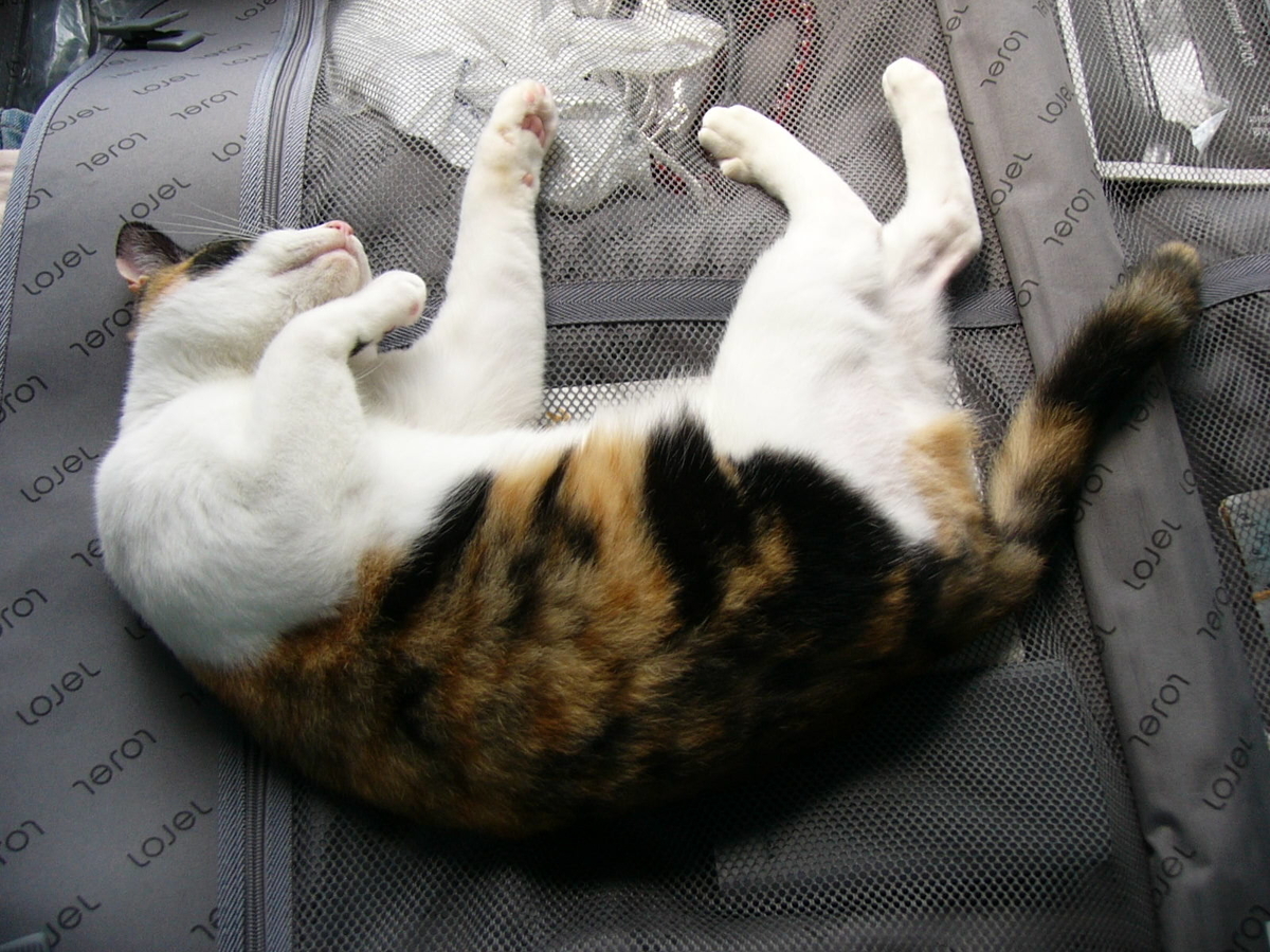 f:id:happynyanko1:20201005161129j:plain