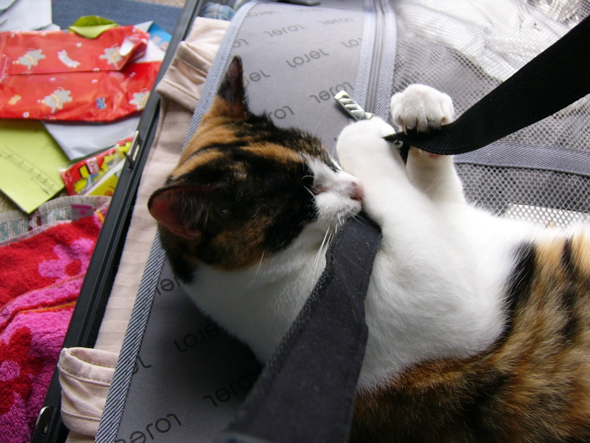 f:id:happynyanko1:20201005161143j:plain