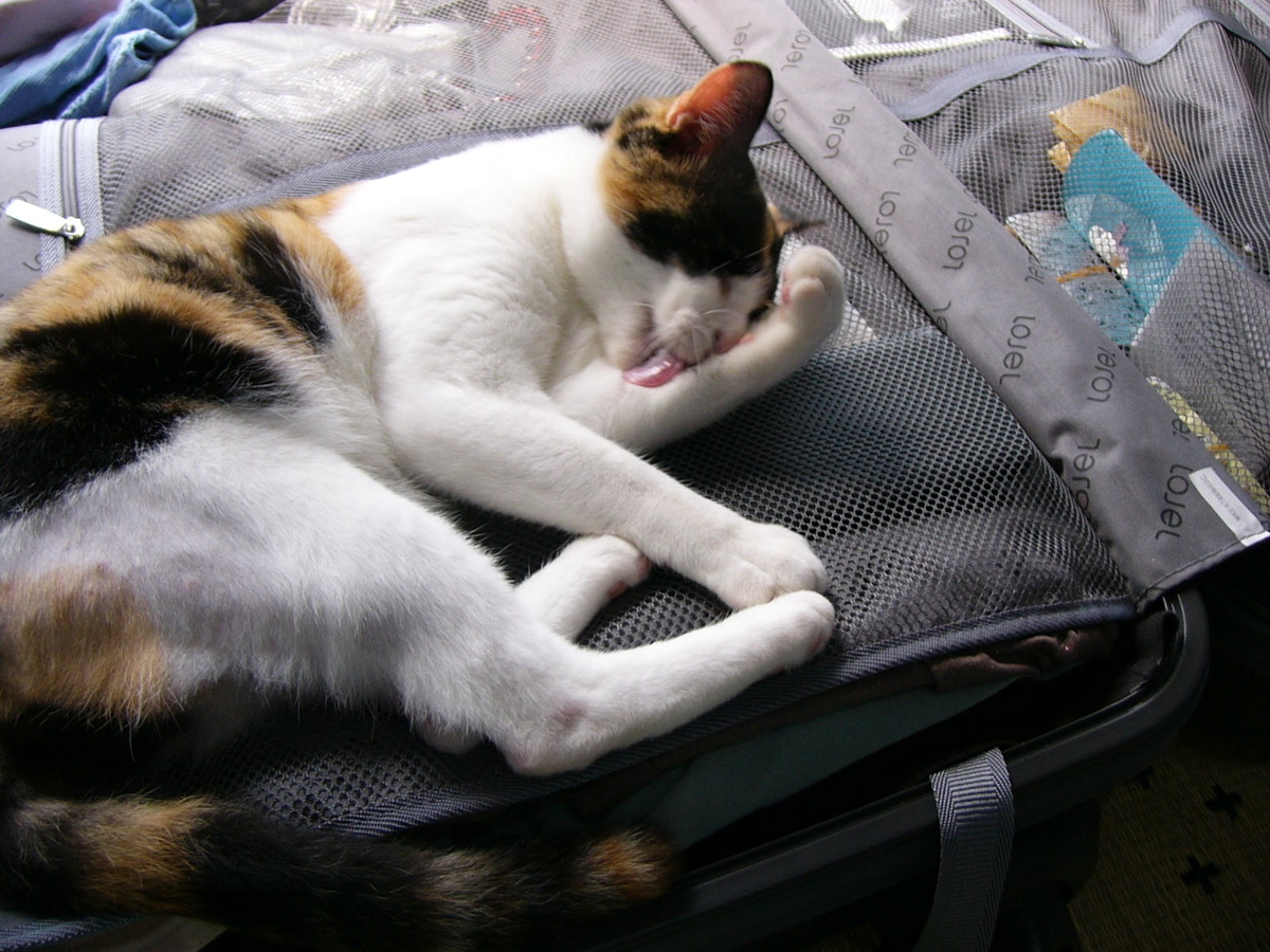 f:id:happynyanko1:20201005161401j:plain