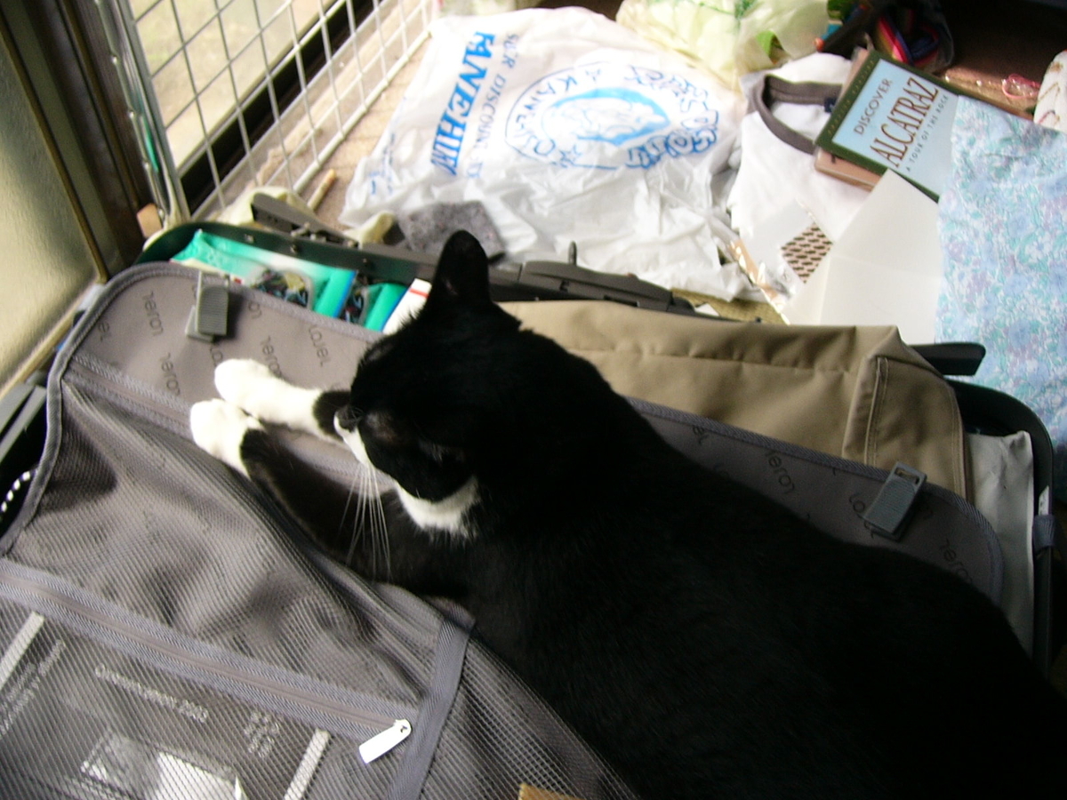 f:id:happynyanko1:20201005161519j:plain