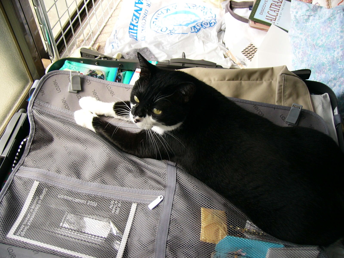 f:id:happynyanko1:20201005161544j:plain