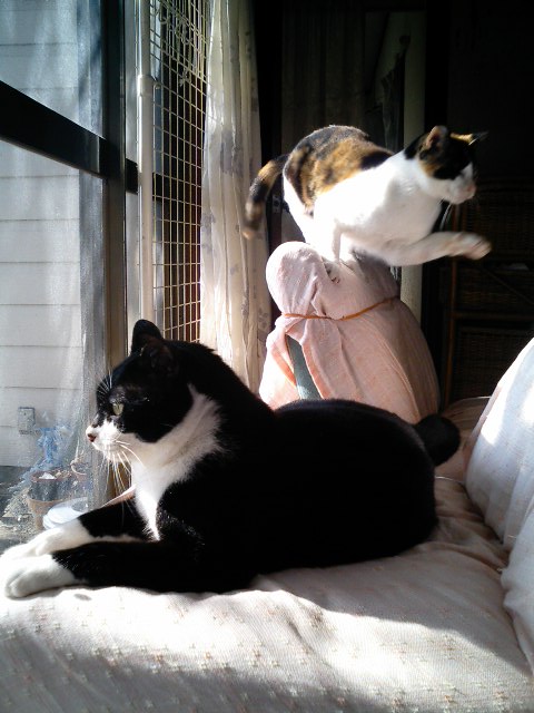 f:id:happynyanko1:20201005232929j:plain