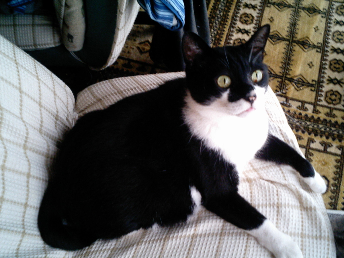 f:id:happynyanko1:20201006000408j:plain