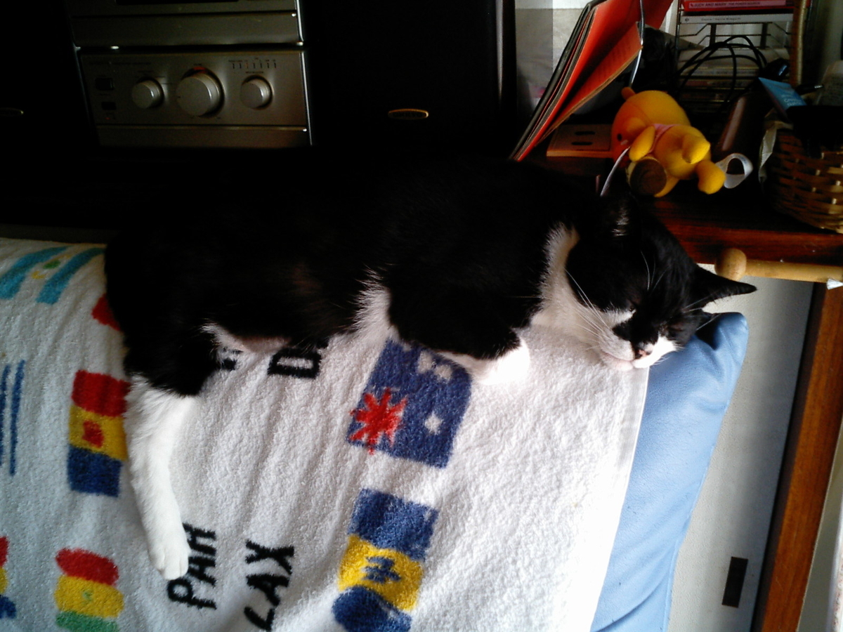 f:id:happynyanko1:20201006000456j:plain