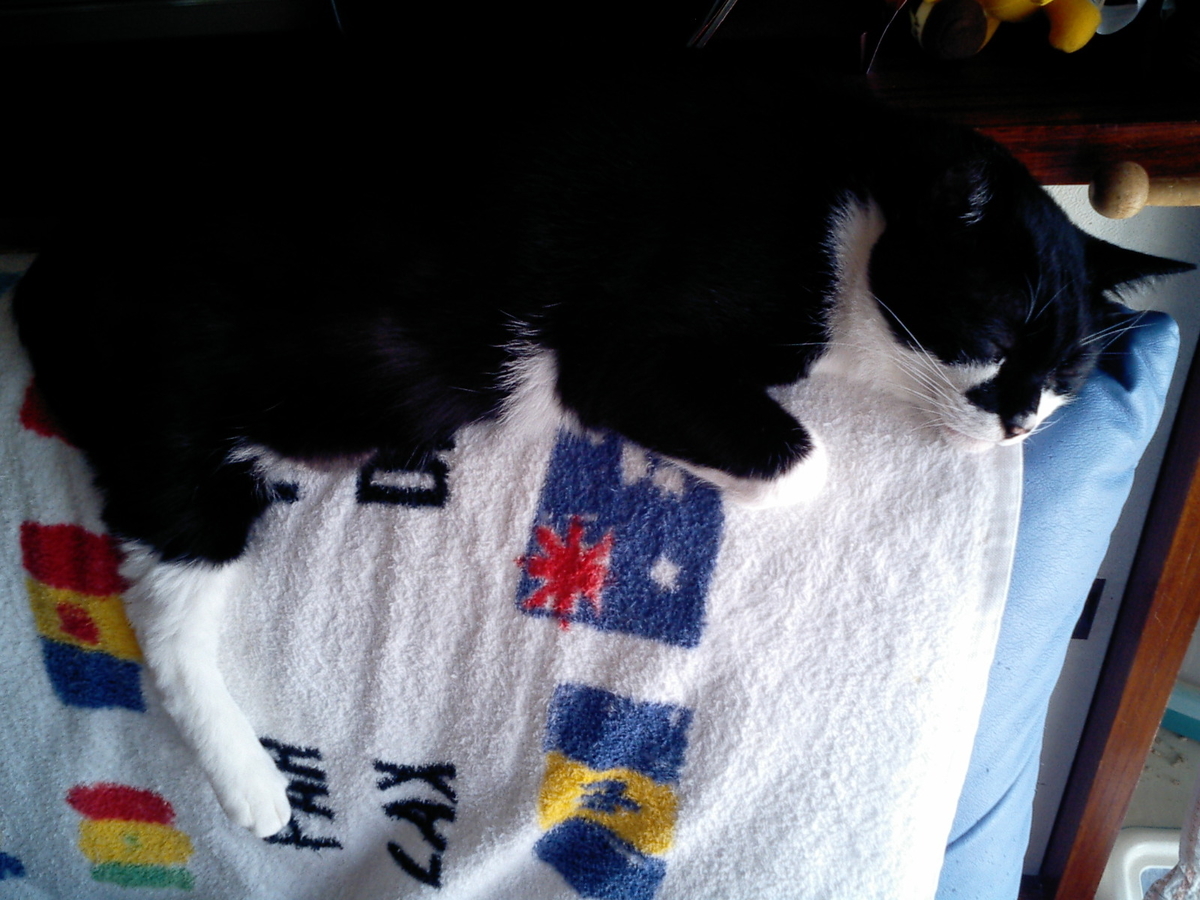 f:id:happynyanko1:20201006000537j:plain