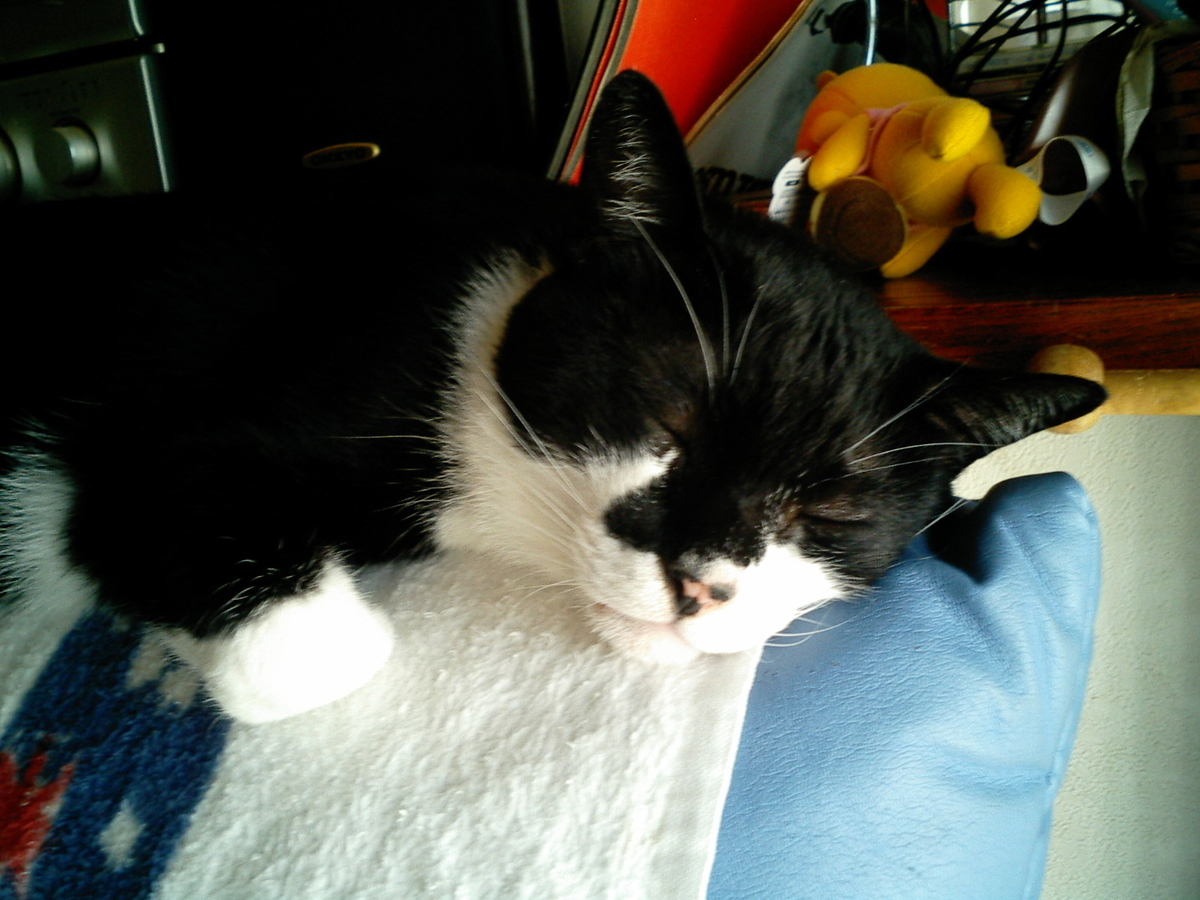 f:id:happynyanko1:20201006000551j:plain