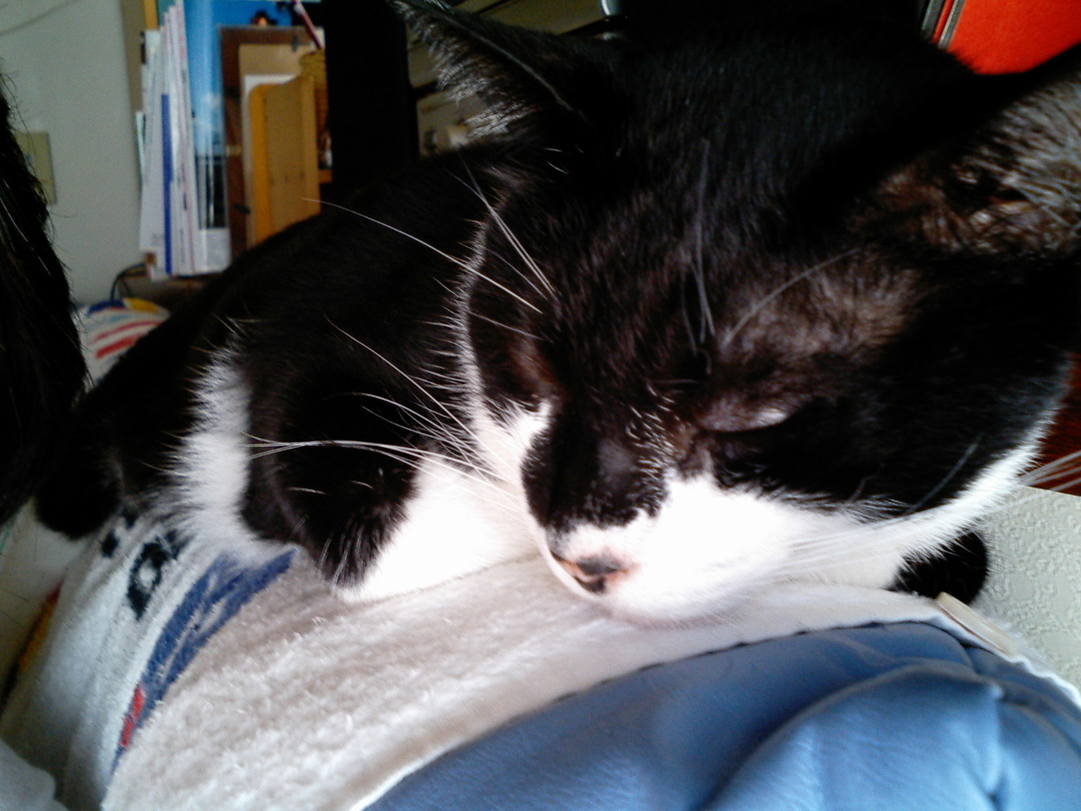 f:id:happynyanko1:20201006000605j:plain