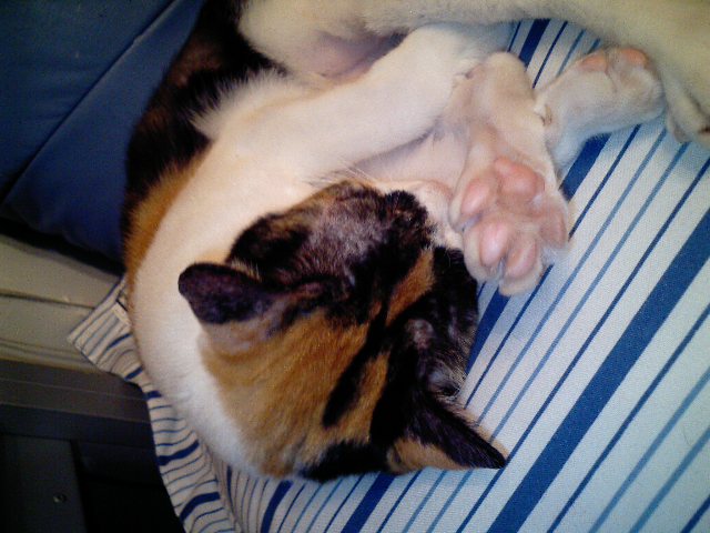 f:id:happynyanko1:20201006000646j:plain