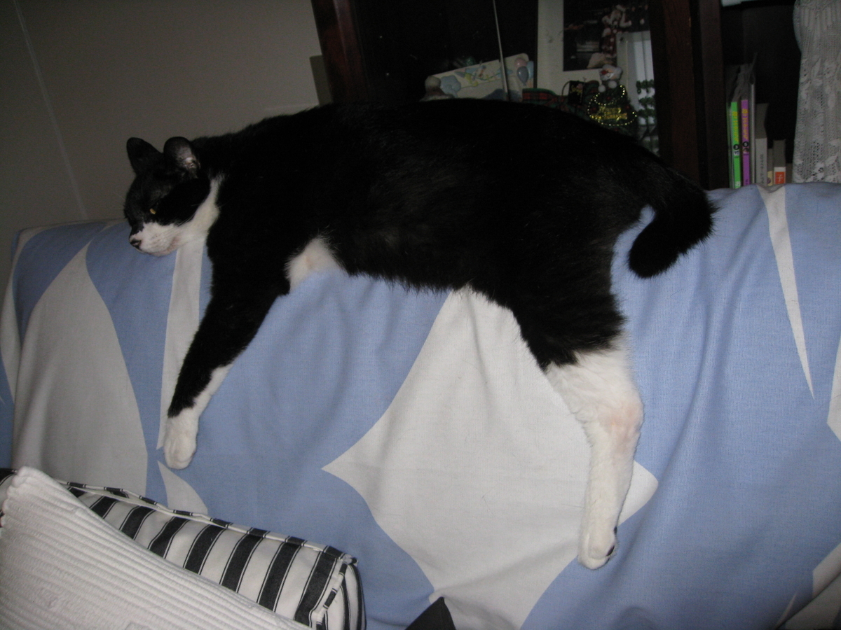 f:id:happynyanko1:20201006090112j:plain
