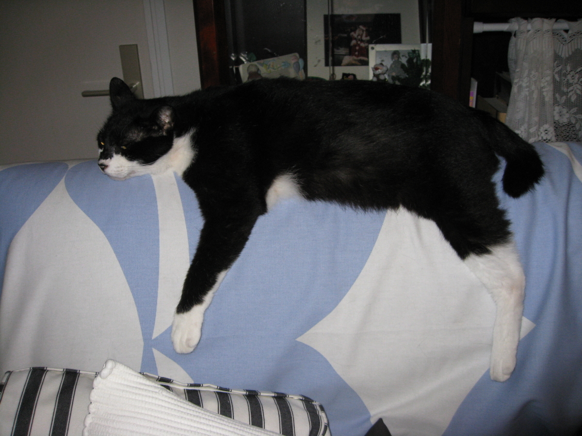 f:id:happynyanko1:20201006090156j:plain