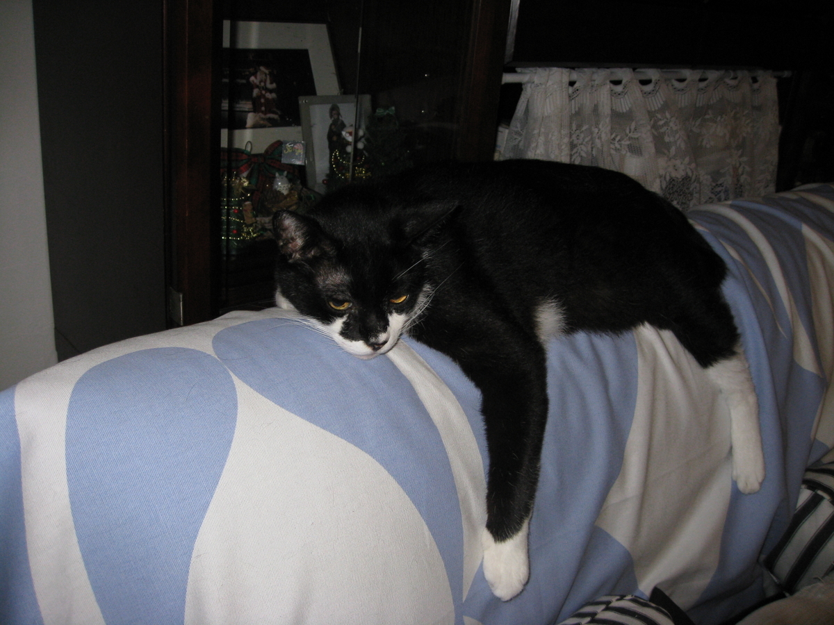 f:id:happynyanko1:20201006090218j:plain