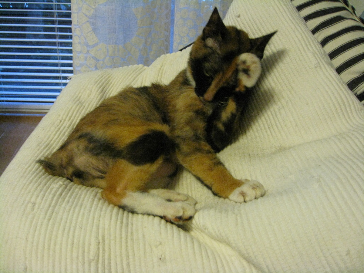 f:id:happynyanko1:20201006091228j:plain