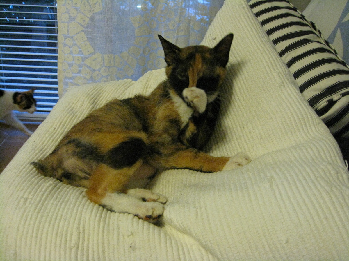 f:id:happynyanko1:20201006091253j:plain