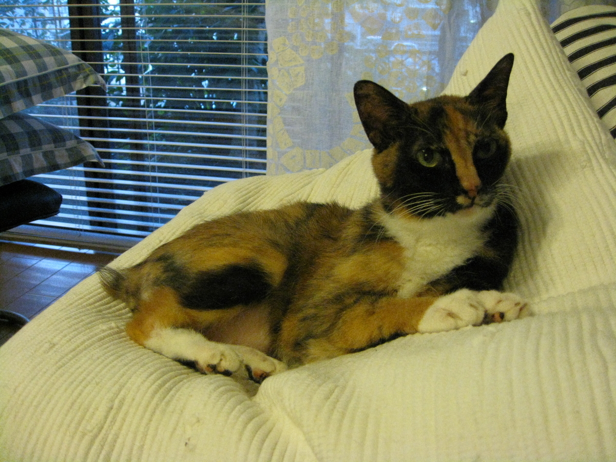 f:id:happynyanko1:20201006091348j:plain