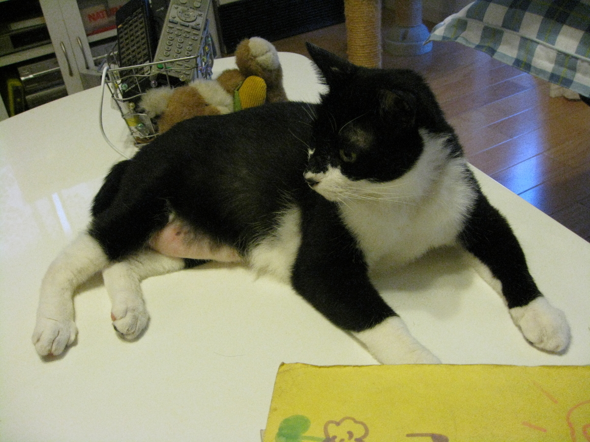 f:id:happynyanko1:20201006091414j:plain