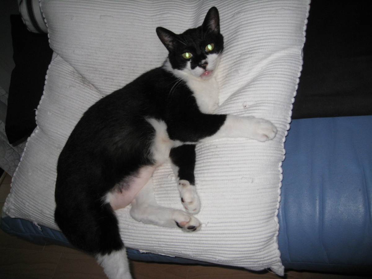 f:id:happynyanko1:20201006092025j:plain