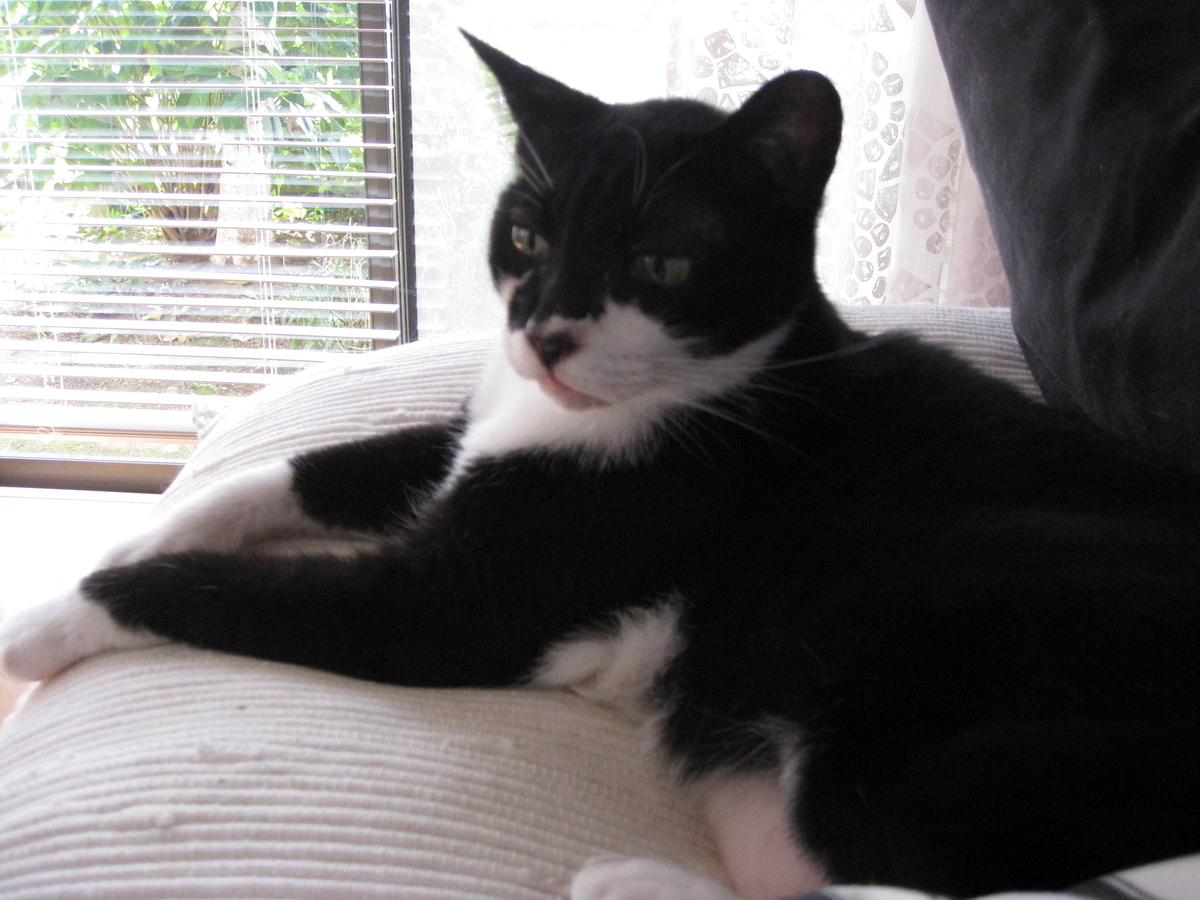 f:id:happynyanko1:20201006112407j:plain